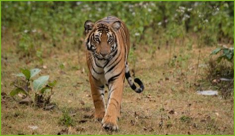 Discovering The Life Of Annamalai: A Fascinating Biography